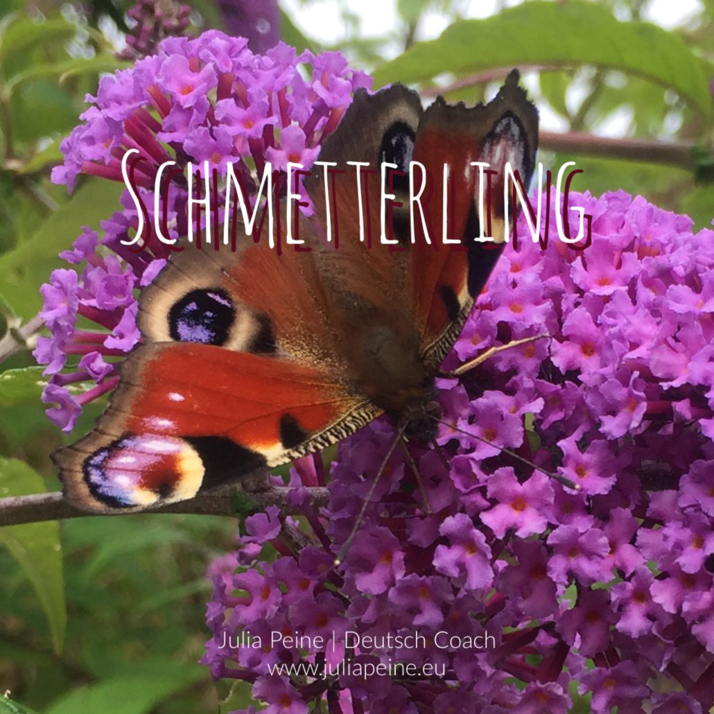 Schmetterling | De mooiste Duitse woorden | Julia Peine Deutsch Coach | Utrecht | Leidsche Rijn