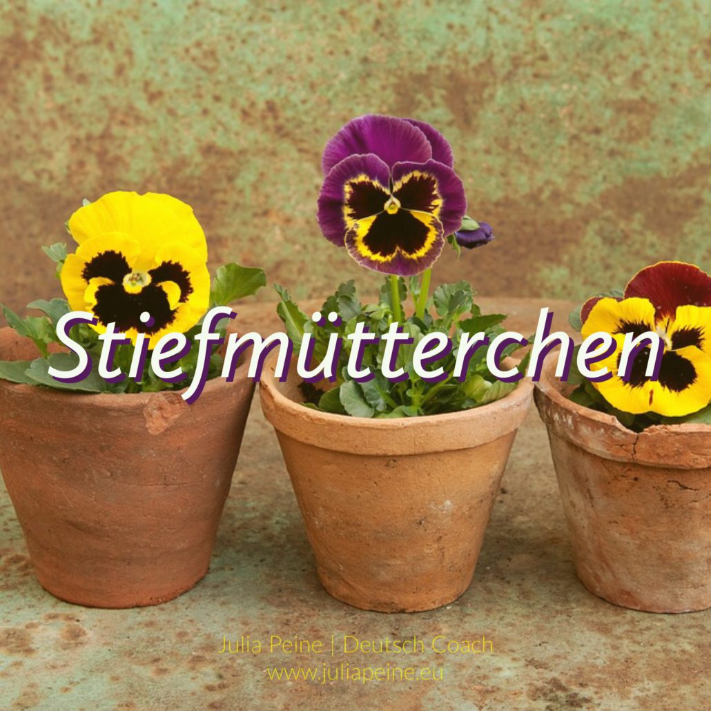 Stiefmütterchen | De mooiste Duitse woorden | Julia Peine Deutsch Coach | Utrecht | Leidsche Rijn