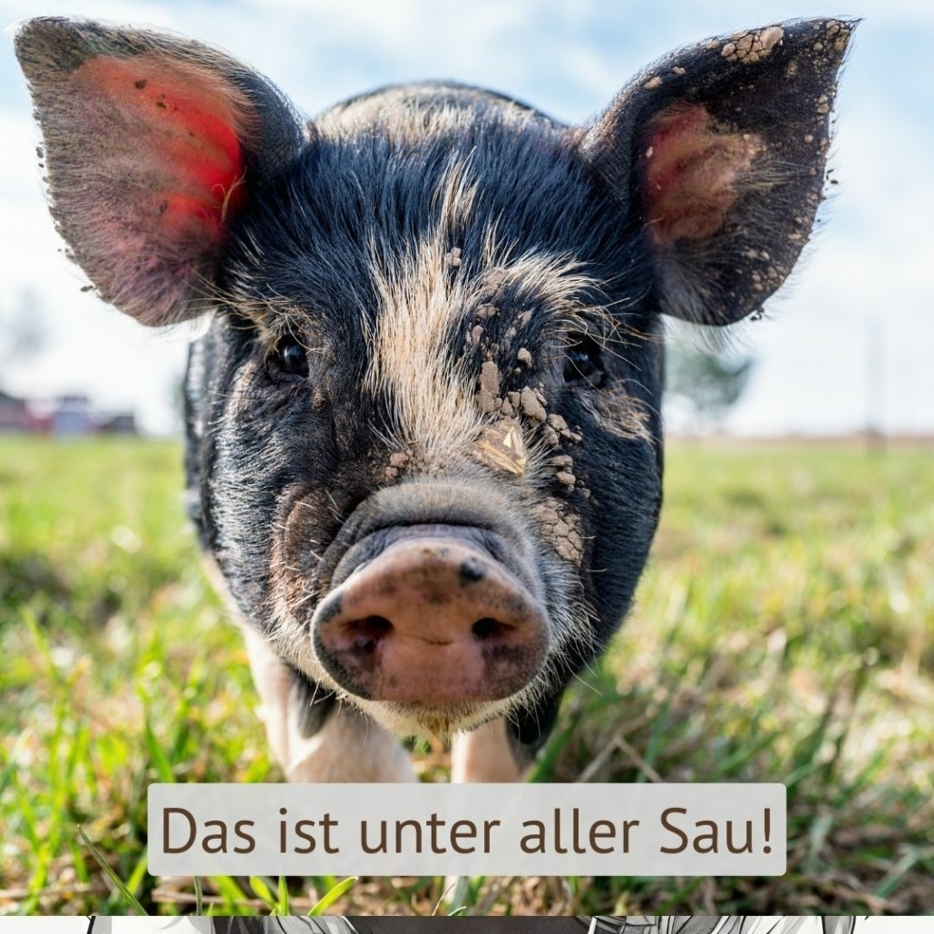 Das ist unter aller Sau! | De mooiste Duitse uitdrukkingen | Julia Peine Deutsch Coach | Utrecht | Leidsche Rijn